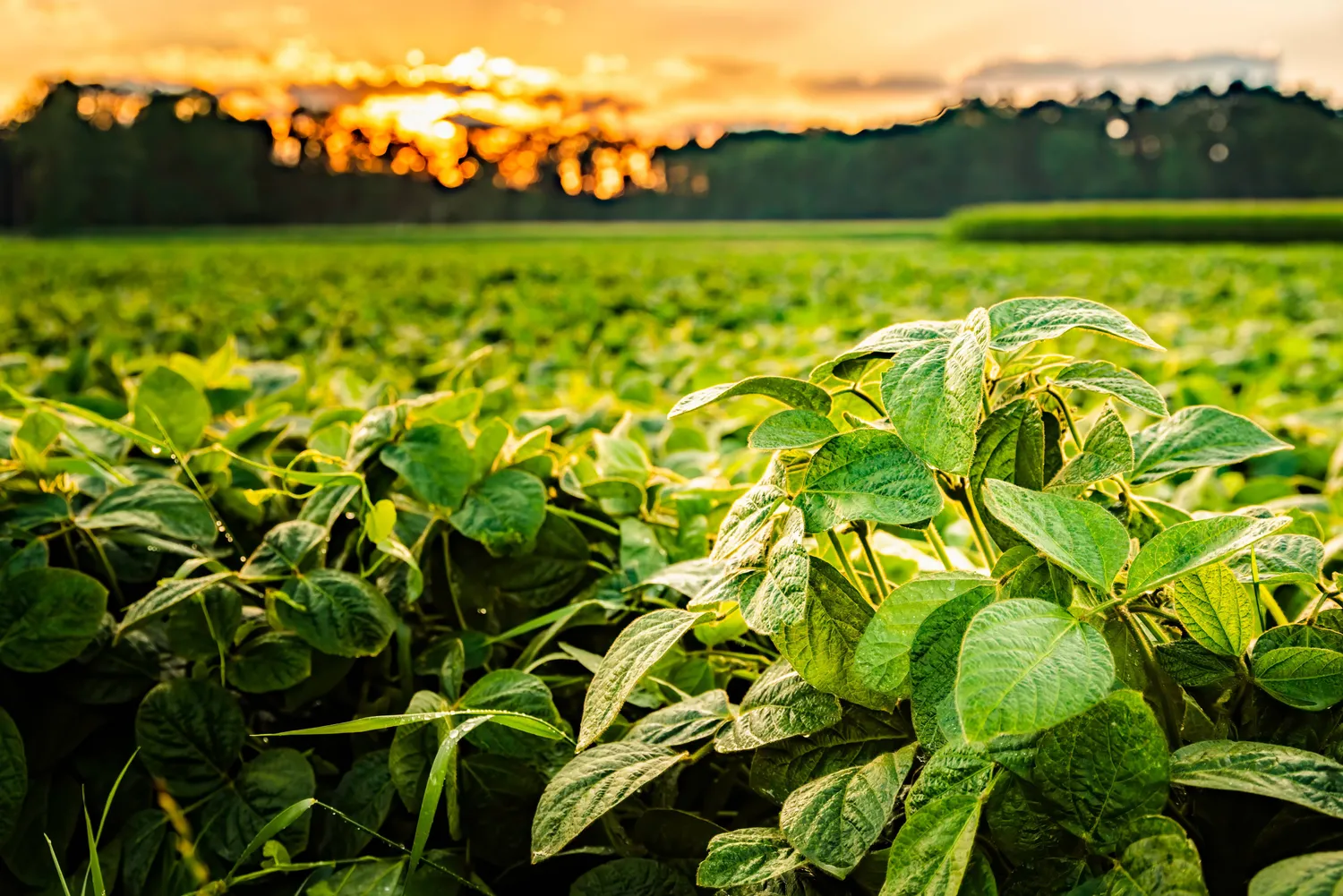 produits bio conde sur sarthe